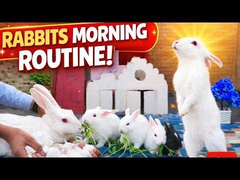 Rabbits Morning Routine 🐇 | Feeding, Eating & Stretching #Rabbit #Bunny #CuteRabbits #RabbitRoutine