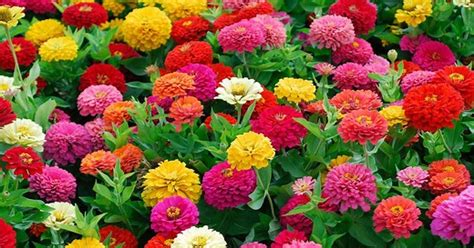 16 tipos de Zínia para encher o jardim de cor