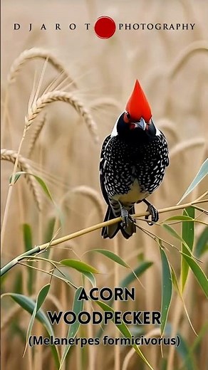 Acorn Woodpecker (Melanerpes formicivorus)#Shorts#BirdEducation#WildlifePhotography