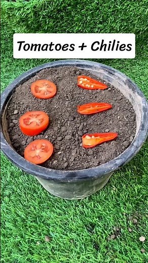 How to Grow Tomatoes & Green Chillies at Home 🍅🌶️| Amazing Seed to Plant Growth #shorts #gardening