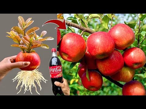 LIVE🔴 🌿How to Grow an Apple Tree from an Apple at Home 🍎 | Step-by-Step Guide