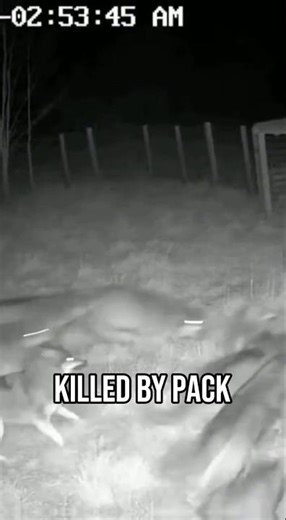 They Took His Mother… And He Never Forgot