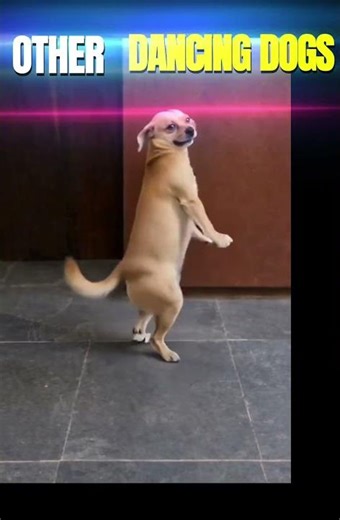 Funny Dogs Dancing That You Can't Stop Watching!