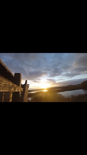 RSPB Burton Mere Wetlands on Reels