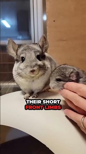 From the Wild to Your Home: The Story of Chinchillas