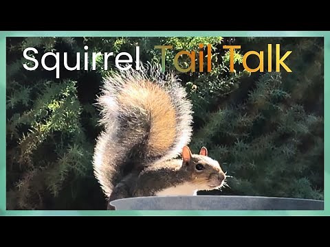 What are Squirrel Tails Telling You?