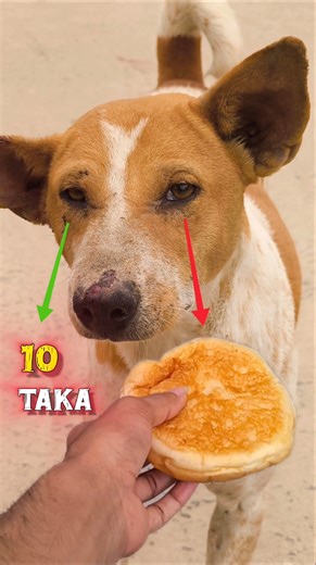 Hungry Street Dog 😢 | Emotional Dog Eyes Waiting for Food