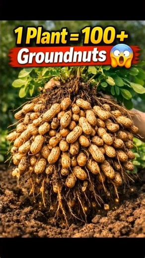 1 plant = 100+ Groundnuts😱 | Shocking Harvest Result 🥜.#groundnutfarming #peanutharvest #viral