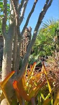 DISNEY WORLD 2021 #24 Pandora – The World of Avatar 1