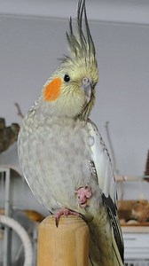 Patiently waiting to be rescued 🐥✨️ . . . . . #cockatiel #cockatielsofinstagram #cockatiels #birb #birbs #parrot #parrots #parrotsofinstagram #adopted #parakeet #parakeets #australianparrots #cockatiellife #birds #adoptdontshop #carolina #ninfa #pinkfloyd #tiels #australianbirds #cockatiellover #cockatiellove #birbs #thebirdband #tiel #nymphs #calopsita #cutebird | The Bird Band