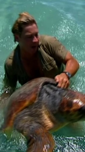 86K views · 832 reactions | Check out the size of this turtle!  | Discovery Channel UK | Facebook