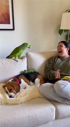Parrot Throws Lizard at Sleeping Dog – What Happens Next Is Hilarious! 😂🐶🦜