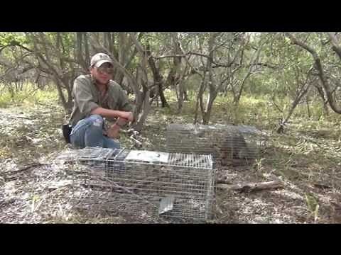 Fox Released from a Humane Trap