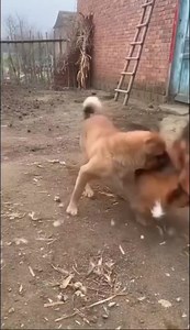 اگر آپ میں حوصلہ ہے تو طاقتور بھی آپکے سامنے بے بس ہو سکتا ہے خود میں اعتمادی اور حوصلہ پیدا کرو طاقتور اپنی اوقات میں آجائیگا | Umar Abdullah