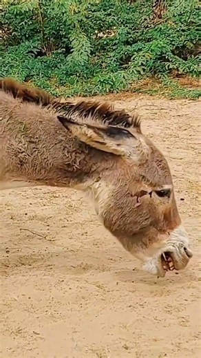 DONKEY HA HA HA ANIMALE @YouTube