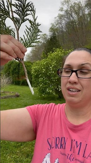 Thuja Green Giant Propagation #ladysfarm #homestead #homesteading #greengiant #trees #propagation