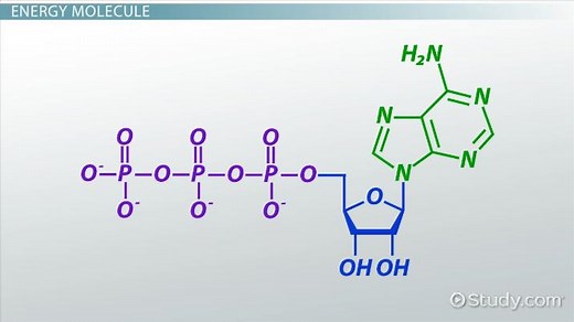ATP | Meaning, Structure & Formula