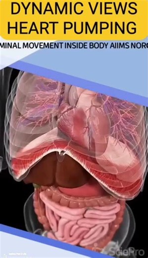 3D MOVEMENT OF HEART PUMPING #aiimsnorcetpreparation #nclexstudyguide #nclexstudy #norcetmcq #nurse