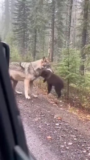 apex predators on Instagram: "The intense moment a brave mother grizzly bear rushes out of the forest to save her cub from a prowling wolf. This incredible display of maternal instinct was captured right from the car window in the wilderness. ​The speed and power of the mother bear instantly changes the situation, forcing the wolf to retreat. A rare glimpse into the reality of nature and survival in the wild. ​Video Context: ​Location: North American Wilderness (Canada/Alaska region context) ​An