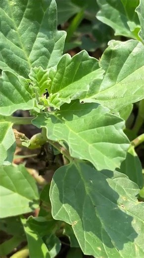 Kidney Stone Problem Natural Herbal Plant #apkvlogs #agriculture #herbal