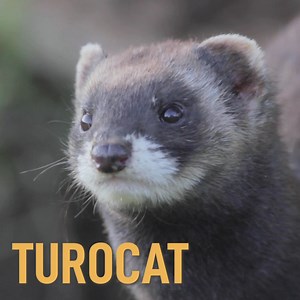 TuroCat Project