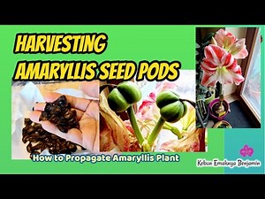 Harvesting Amaryllis Seed Pods | How to Propagate Amaryllis Plant