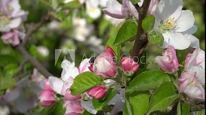 Flowering apple tree branches in the garden. Fruit trees with white and light pink flowers in close-up. The beauty of magnificent spring nature.