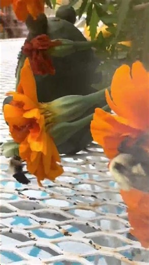 Bumblebee Magic: Discover How They Transform Fall Gardens! #bumblebee #fall#garden