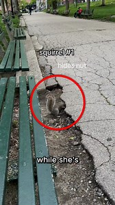 This Squirrel Gets Robbed 😭😭 While she’s sitting alone at the park, a random squirrel suddenly shows up and hides a nut right in front of her, without even thinking she might steal it. But as soon as it leaves, another squirrel—who’s been quietly watching from a tree, climbs down and steals the nut so smoothly, like it’s done this a hundred times before. To her surprise, when the first squirrel comes back, it instantly knows something’s wrong. Panicking, it starts digging and digging… searchin
