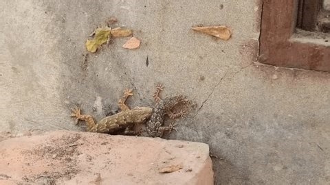 clip-3930425585-common-house-gecko-two-lizards-fighting-one