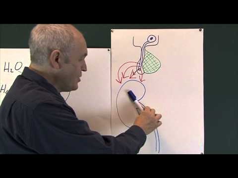 Body fluids 8, Water balance regulation and homeostasis