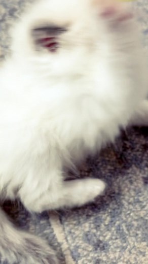 26 reactions | Ragdoll kitten FUN! | Broadway Ragdolls | Facebook