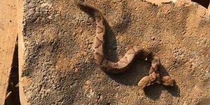 A disturbing and extremely rare two-headed snake has just been discovered | indy100