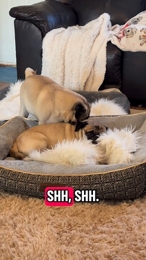 1.6K views · 47 reactions | This will make you laugh  #pug | Pug Thoughts | Facebook