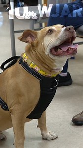 Honey, a 6-year-old Pitbull mix, became a therapy dog while she waits for her forever home. To see how you can meet her: https://turnto10.com/news/coronavirus/show-us-something-good/pitbull-therapy-dog-forever-home-breed-family-cranston-senior-enrichment-center-love-kindness-uplifting-animal-care-june-8-2023 | NBC 10 WJAR