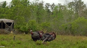 203 reactions · 20 shares | Purchase now: ✅ FREE Shipping ✅ FREE Mount ✅ FREE SD Card Get Yours Here ➡️ bit.ly/TactacamTurkey | Tactacam | Facebook