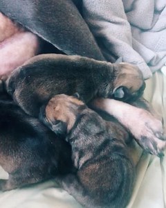 9.5K views · 289 reactions | After three hours at the vet, Lucy made it through her c-section like a champ! We are expecting 4, but we ended up with SIX sweet little frenchie babies! 2 little girls and 4 little boys! They look to all be chocolate and tan like their daddy, but we are just happy to have healthy babies! If you’re interested in purchasing one, feel free to DM me or @tvanslyke5852! - #frenchie #frenchbulldogs #instapuppies #newborn #frenchiepuppies | Katie Van Slyke | Facebook