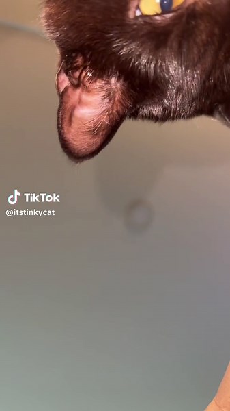 STINKY CAM!!! #stinkycat #catsoftiktok #cats #fyp #kitty #cat #video #stinky #edit #meow #sillycat #blep #blepcat