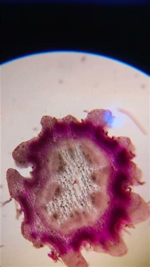 #stainingpreparing sections for microscopeanatomy of flowering plantsthin slide of stem microscope