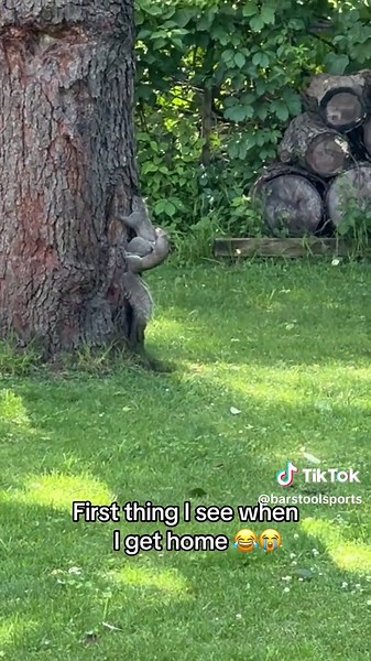 A Day in the Life of a Squirrel Going to Work