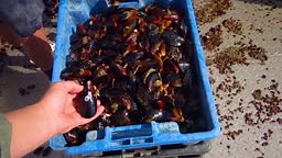 processing mussels on a ship at a mussel farm in Bulgaria, Black Sea