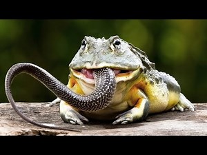 This Swamp MONSTER Eats Everything – Even Venomous Snakes!