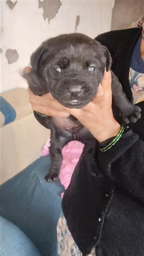 puppy crying 🥹 #puppy #crying #cute #labrador #shorts