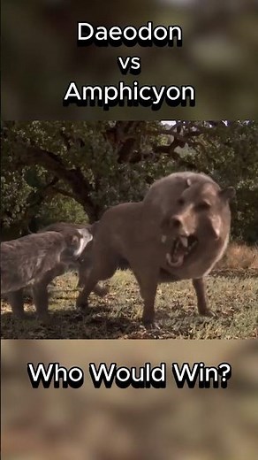 Daeodon vs Amphicyon #daeodon #amphicyon