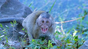 166K views · 974 reactions | Cry... Cry very emotional, Poor baby monkey Bobby very hungry, Bobby crying loudest hungry milk why Brinn abandoned Bobby like this? | Monkeys Buzz | Facebook