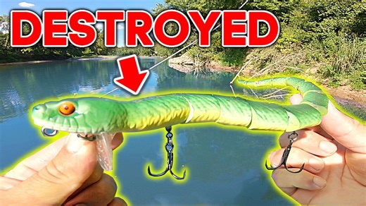 Topwater snake lure shredded by aggressive river fish