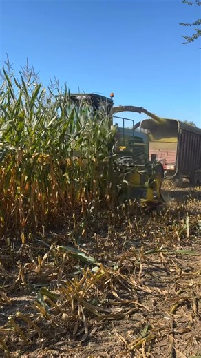 86K views · 1.3K reactions | This spring we experimented with planting no-till corn directly into a winter rye cover crop  Today we are chopping it for corn silage with our newly updated John Deere chopper with a 10 row head.  We love it when sustainability meets productivity! | Krause Holsteins | Facebook