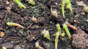 Grow my babies grow! $100 a foot 🌵 | Ashley Salazar