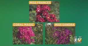 Gardening 101: Crape Myrtles