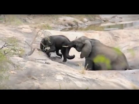 MOTHER ELEPHANT SAVES BABY FROM DROWNING!